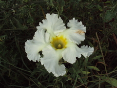 Mandevilla petraea