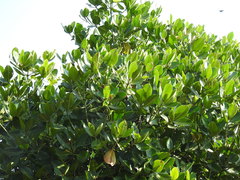 Rhizophora apiculata