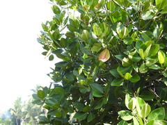 Rhizophora apiculata