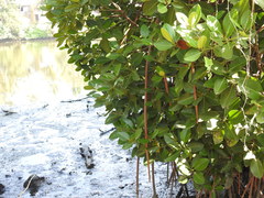Rhizophora apiculata