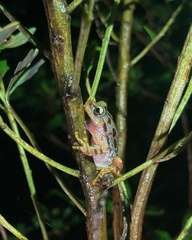Scinax uruguayus