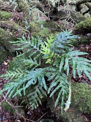 Pleopeltis pleopeltifolia