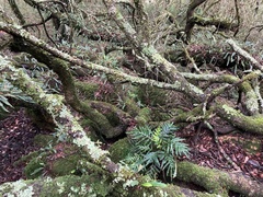 Pleopeltis pleopeltifolia