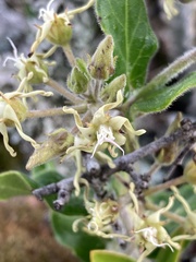 Oxypetalum tomentosum