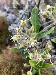 Oxypetalum tomentosum