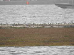 Charadrius alexandrinus