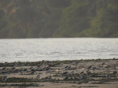 Charadrius alexandrinus