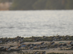 Charadrius alexandrinus
