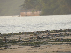Charadrius alexandrinus
