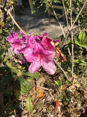 Rhododendron pulchrum phoeniceum