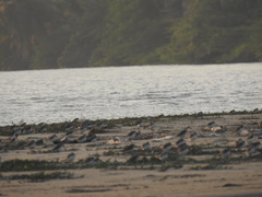 Charadrius alexandrinus