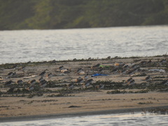 Charadrius alexandrinus