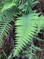 Polystichum montevidense