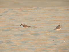 Charadrius alexandrinus