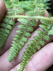 Polystichum montevidense