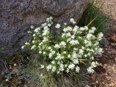 Leptosiphon nuttallii