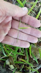 Microstegium vimineum