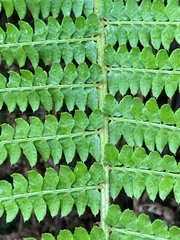 Polystichum montevidense