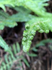 Polystichum montevidense