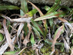 Elaphoglossum gayanum