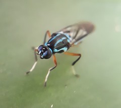 Raphiocera