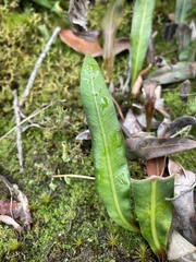 Elaphoglossum gayanum