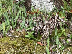 Elaphoglossum gayanum