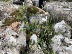 Oxypetalum tomentosum