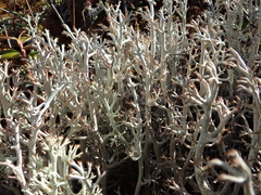 Cladonia stygia