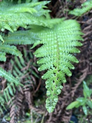 Polystichum montevidense