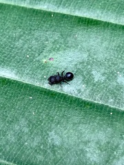 Cataulacus hispidulus