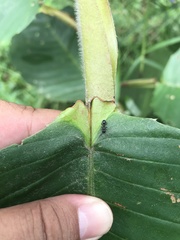 Cataulacus hispidulus