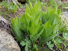 Veratrum californicum