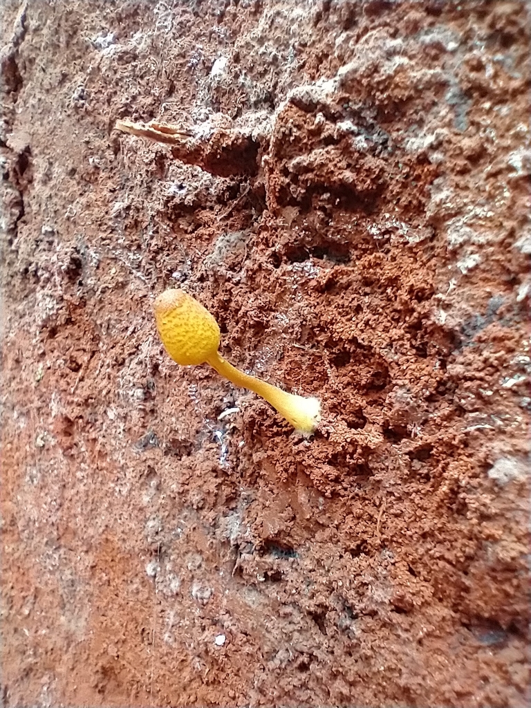 Leucocoprinus birnbaumii · February 2021 · photo: © criscolodel (iNaturalist, cc-by)