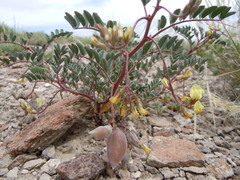 Astragalus aquilonius
