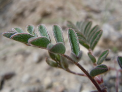 Astragalus aquilonius