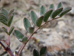 Astragalus aquilonius