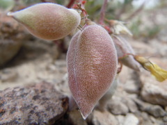 Astragalus aquilonius