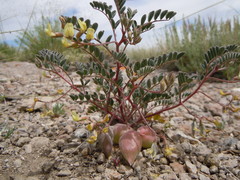 Astragalus aquilonius