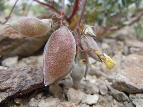 Lemhi milkvetch (Astragalus aquilonius)
