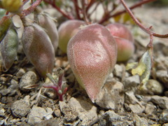 Astragalus aquilonius