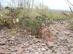 Astragalus aquilonius
