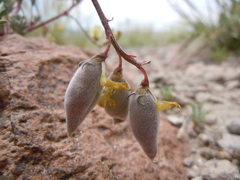 Astragalus aquilonius