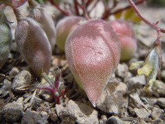 Astragalus aquilonius