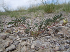 Astragalus aquilonius