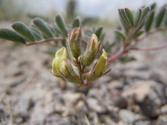 Astragalus aquilonius