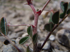 Astragalus aquilonius