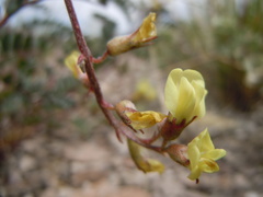 Astragalus aquilonius