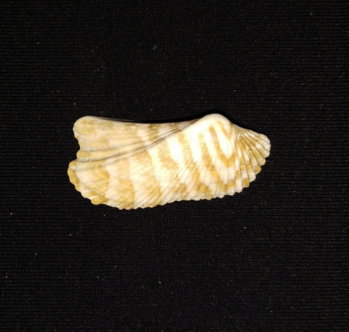 Panamic Turkey Wing