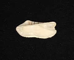 Arca pacifica